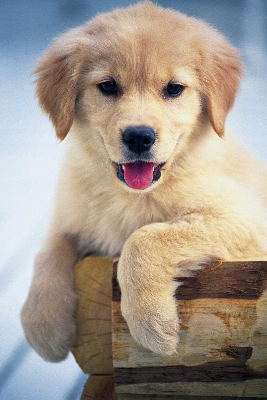 属狗人2022年运势详解 属狗2022年运势如何