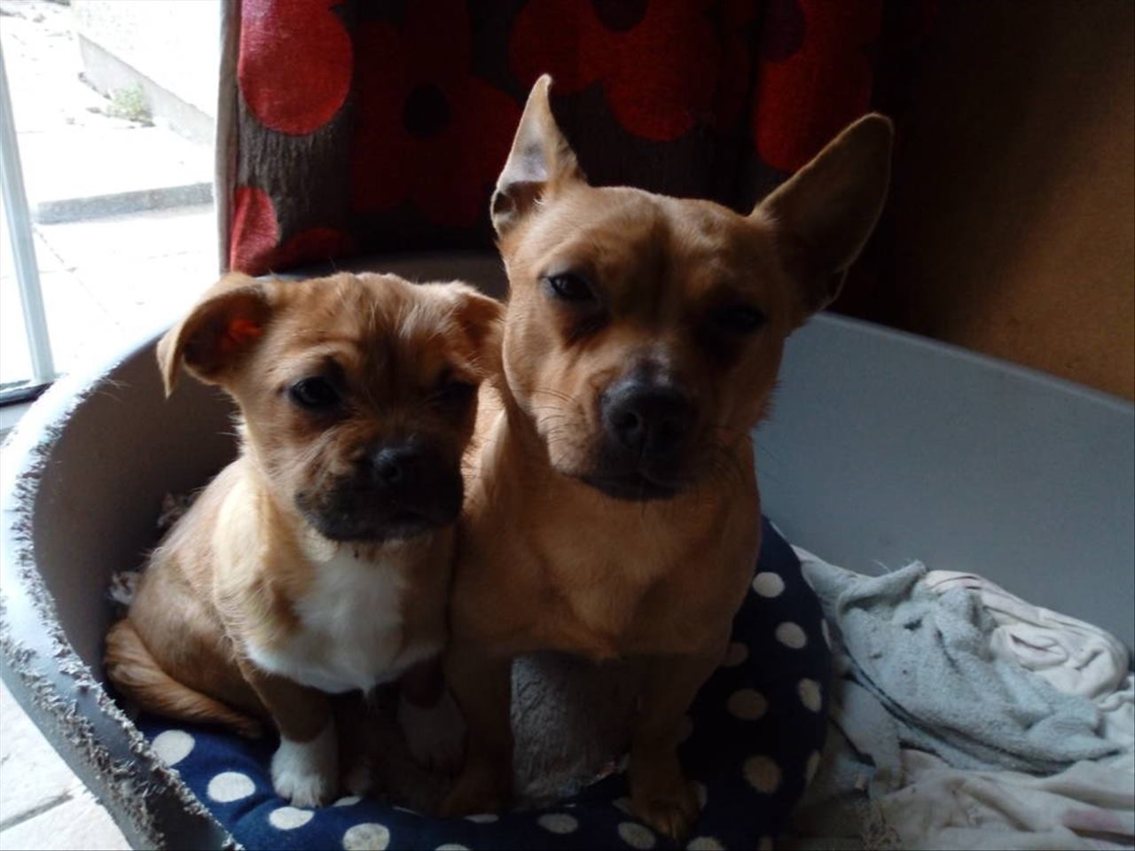 属狗的正缘什么时候到 属狗人的桃花姻缘