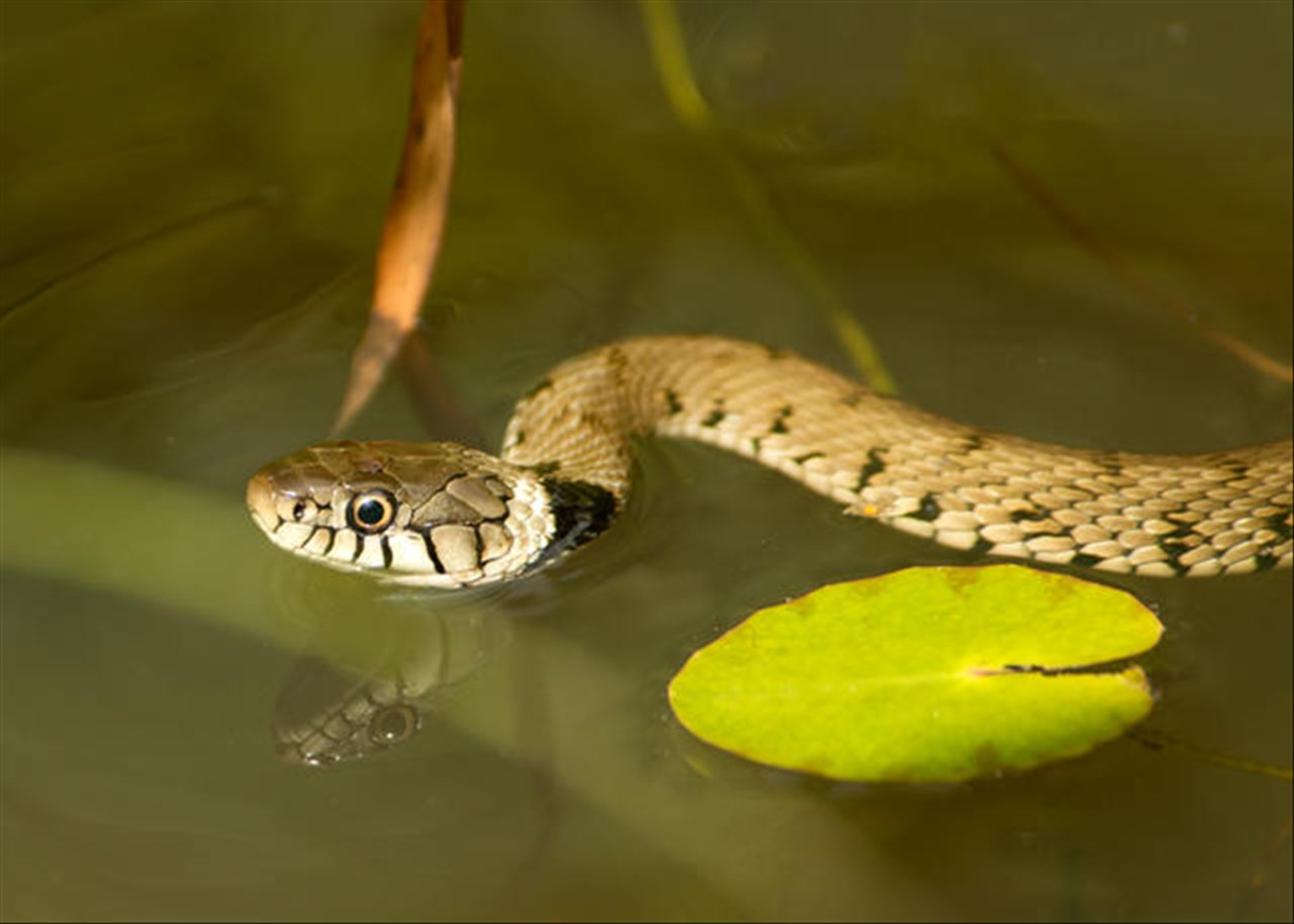 属蛇人今年的运势和命运 属蛇人一生的命运走势