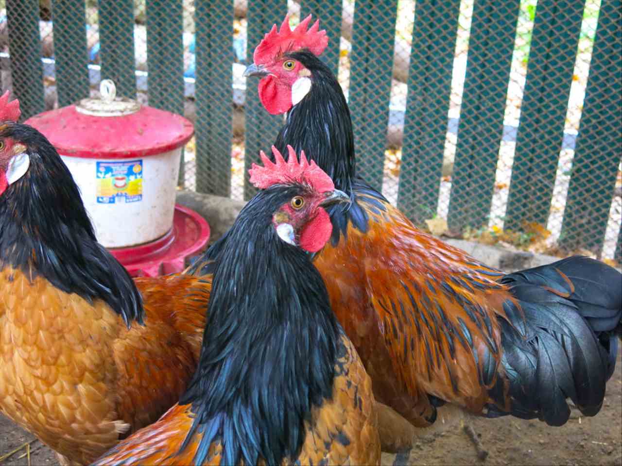 993年属鸡2022年大喜