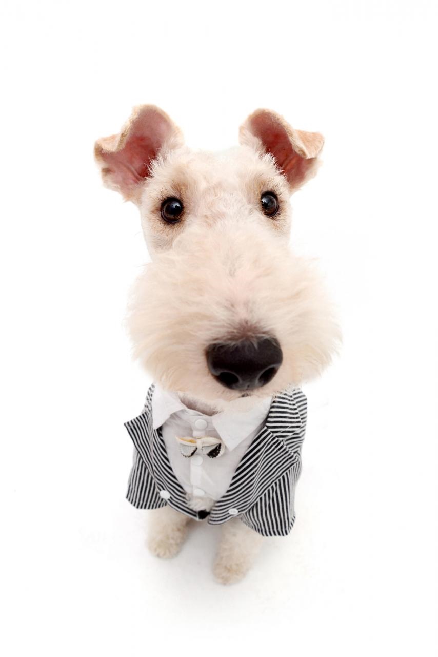 2年属狗女2022年每月运势