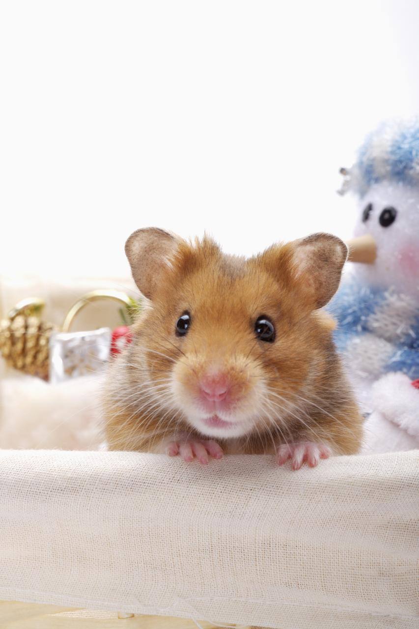 972属鼠2022年全年运程