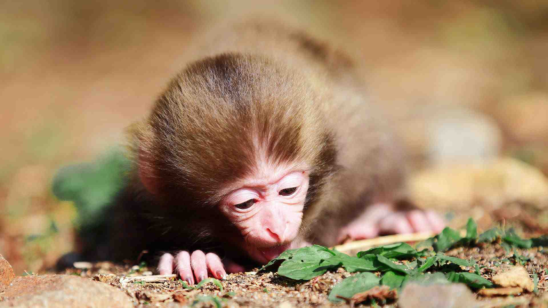 属猴女1992年正缘 92属猴一生有几次婚姻