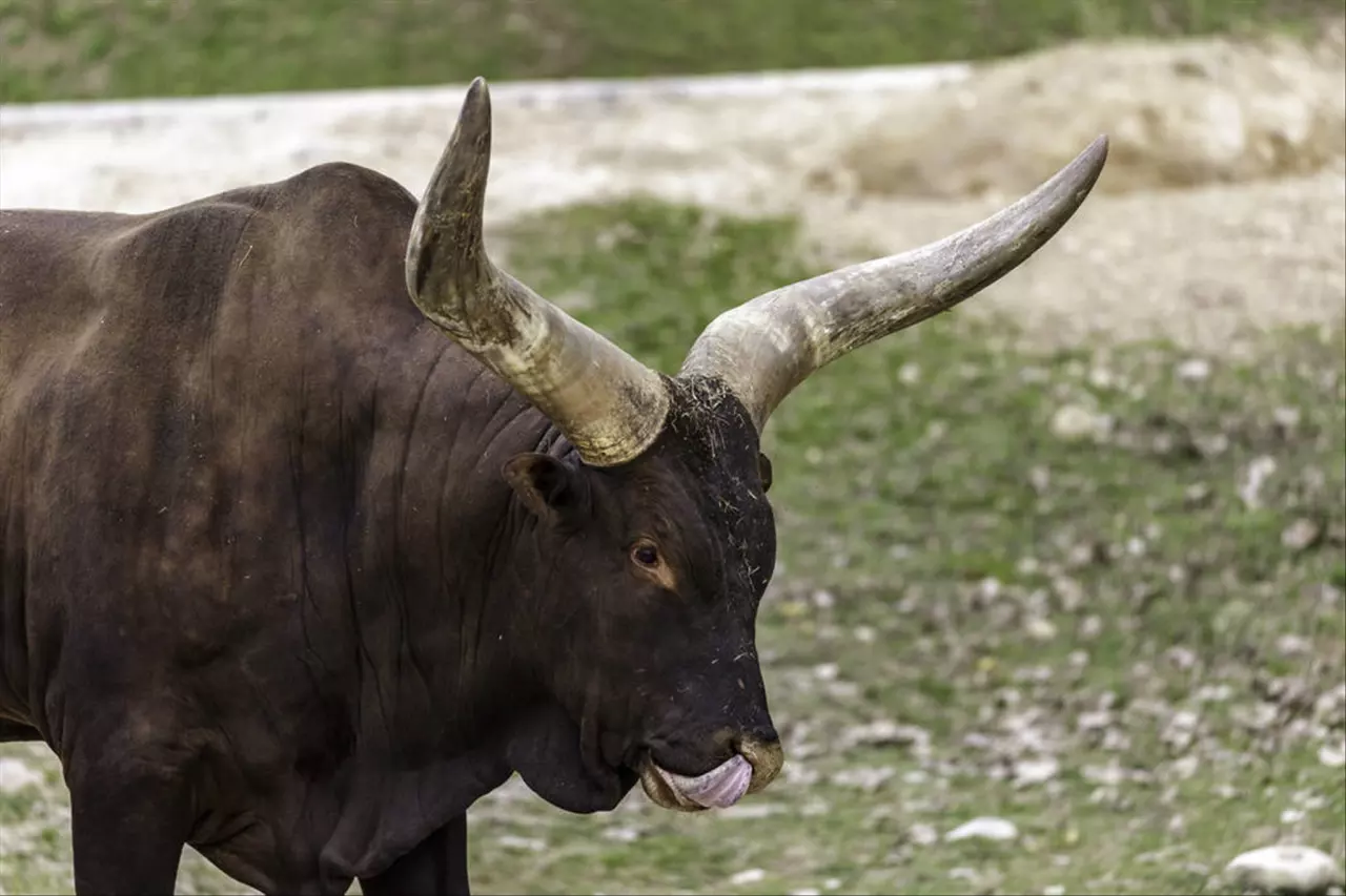 女属鸡的和什么属相最配 1993年属鸡女孩的婚配