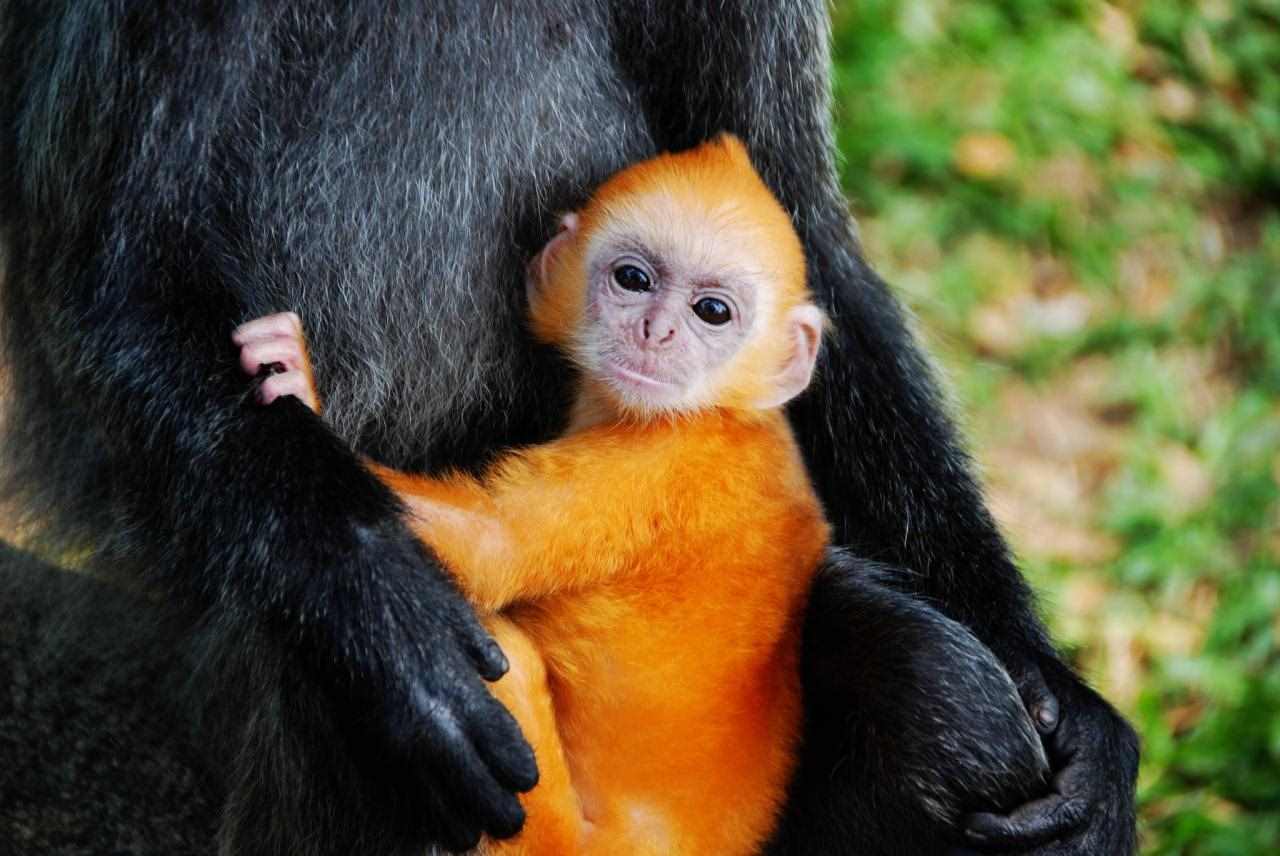 适合属猴人长期佩戴的吉祥物 属猴的合适什么吉祥物