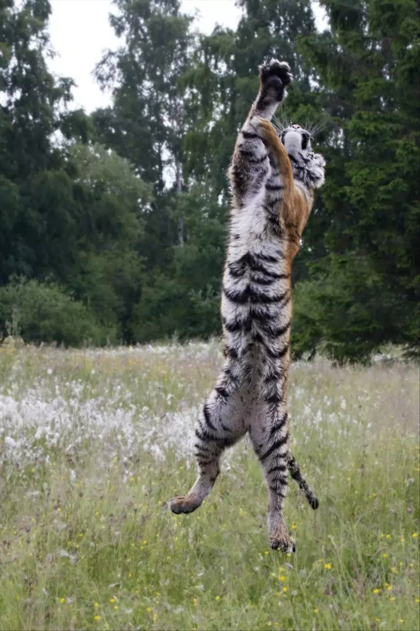虎年运势怎么样 虎年出生的人今年财运如何