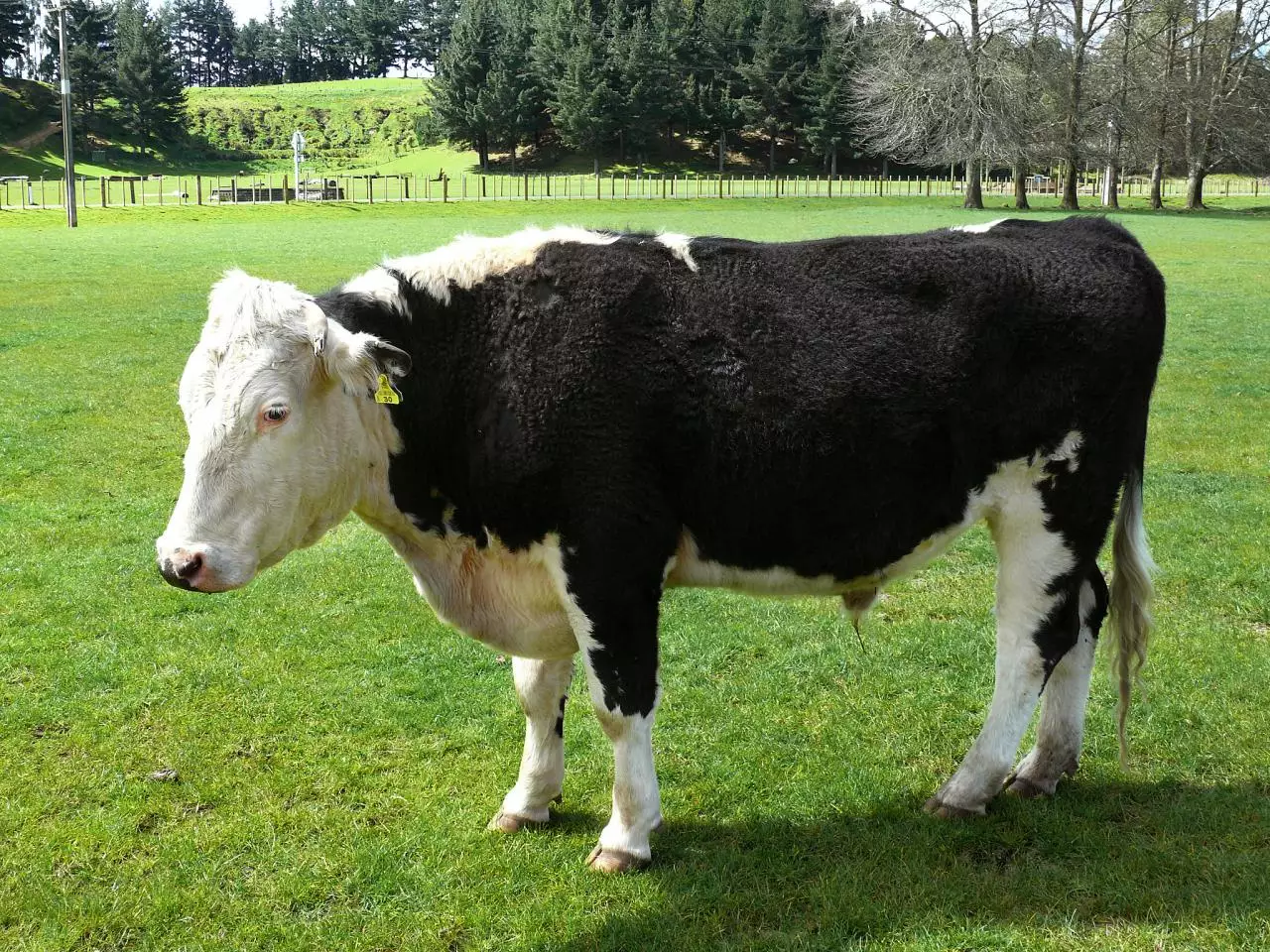 男狗的配对属相婚配表 属狗不合的属相