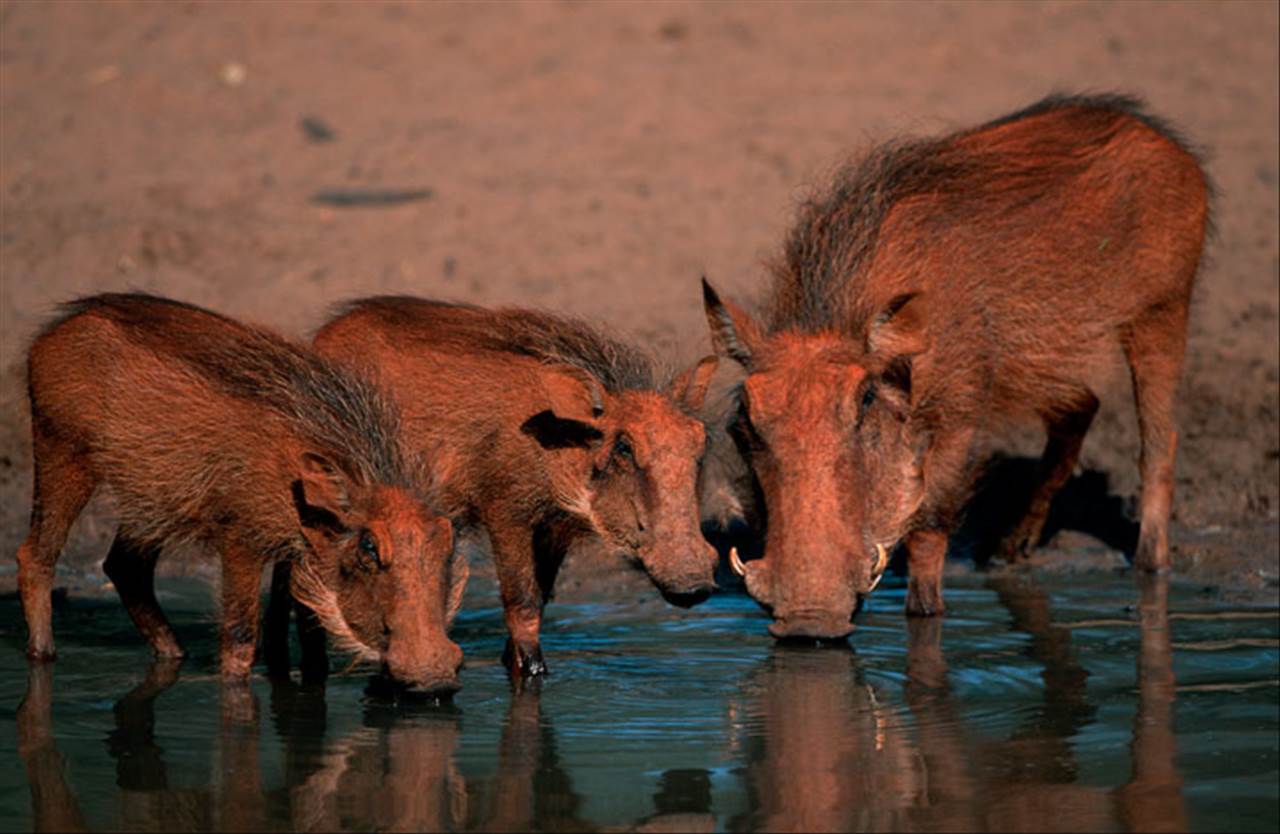 3年猪39岁后十年大运运程