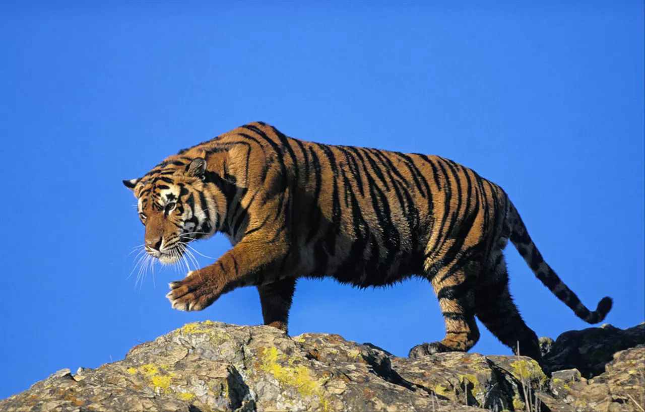 986属虎人2022年运势