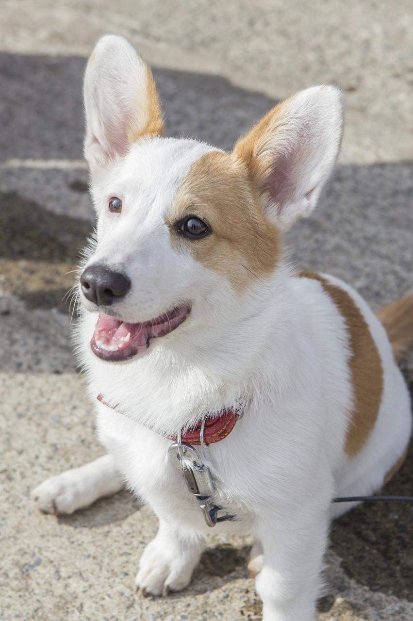 虎年狗的运势2022运势 1994属狗人的全年运势如何