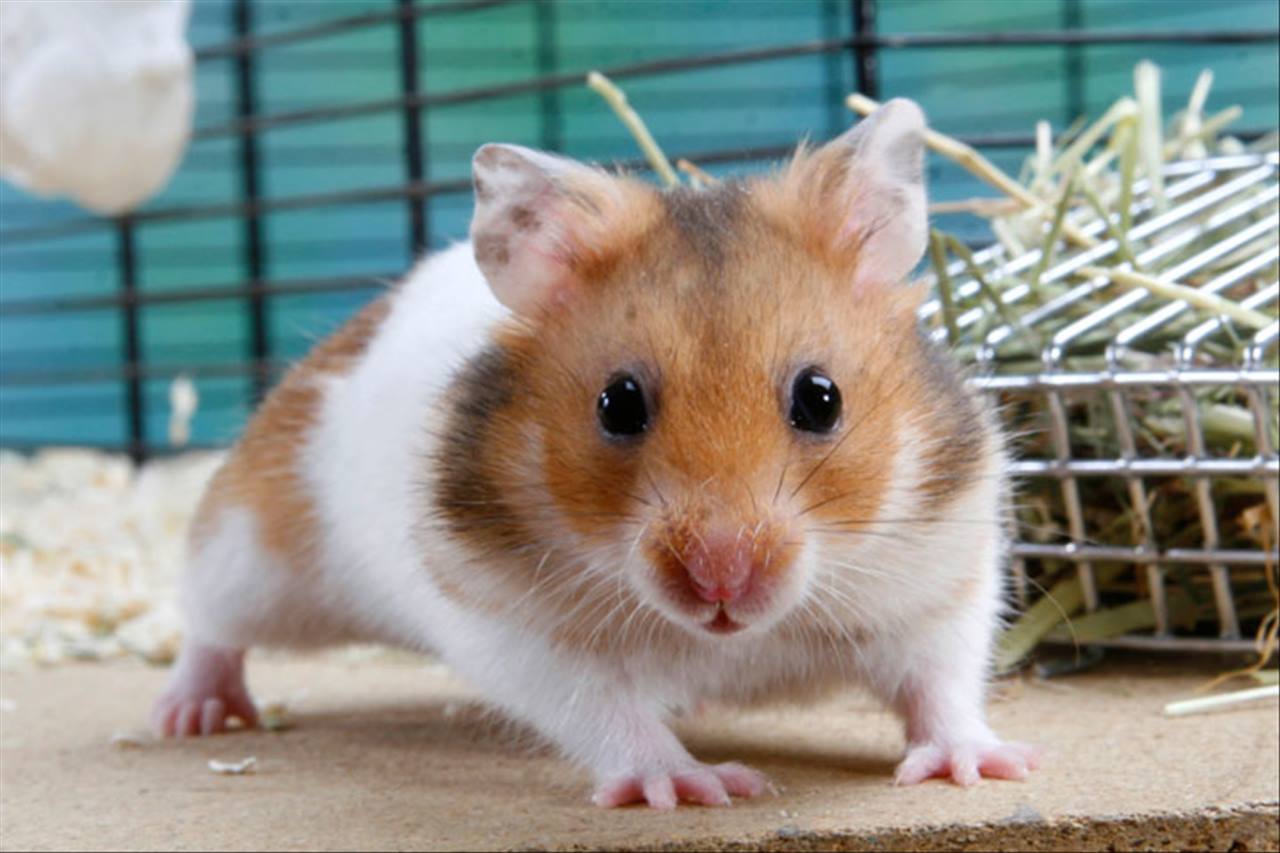 男狗的配对属相婚配表 属狗不合的属相