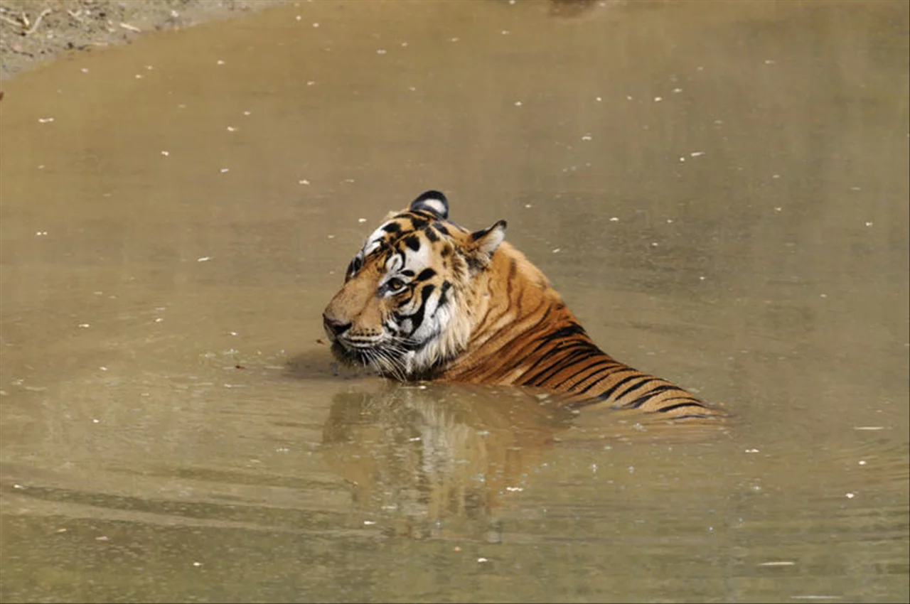 986年属虎35岁后享福