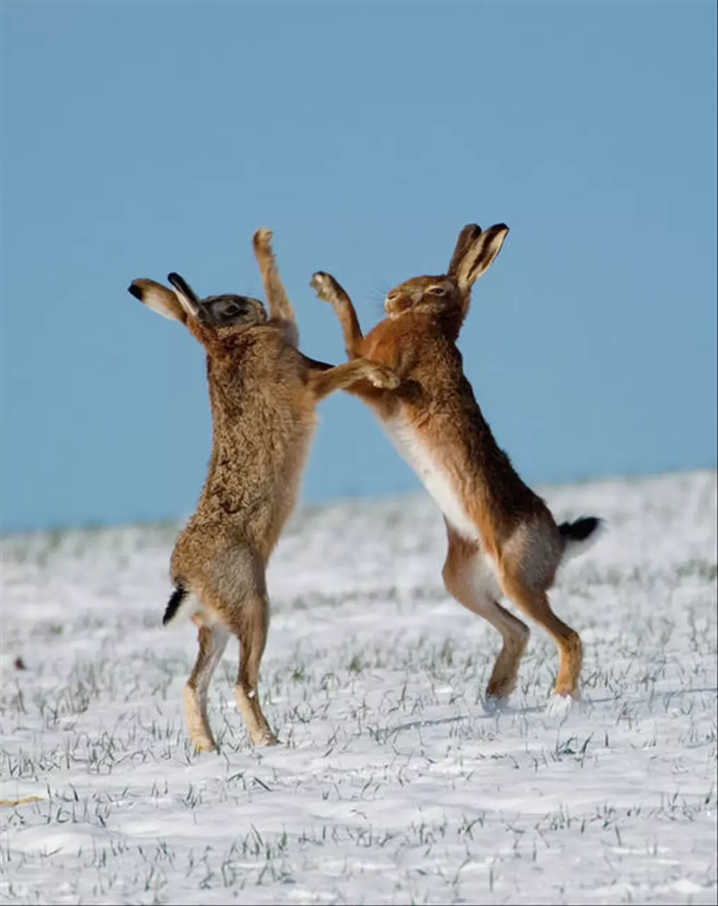 属羊最佳婚配属相 属羊男人最佳妻子