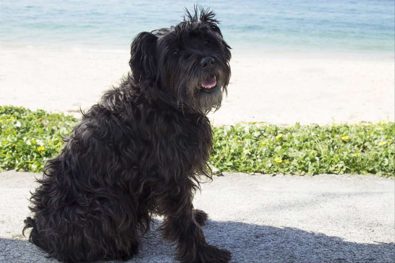 982年属狗女运势