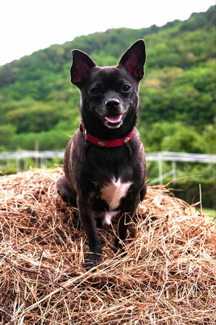 属狗的今年多大岁数了 属狗不合的属相