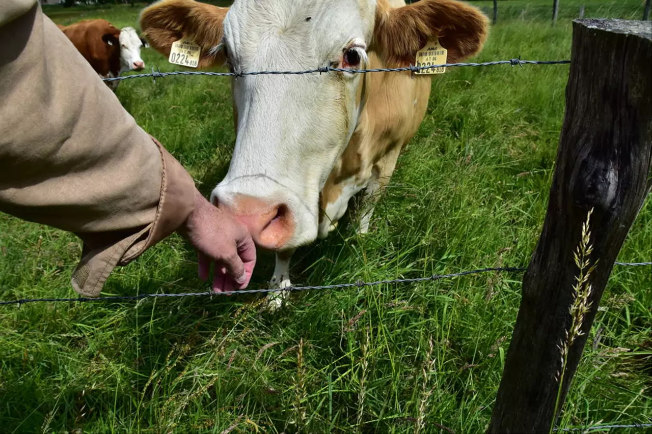 973属牛2022年运程