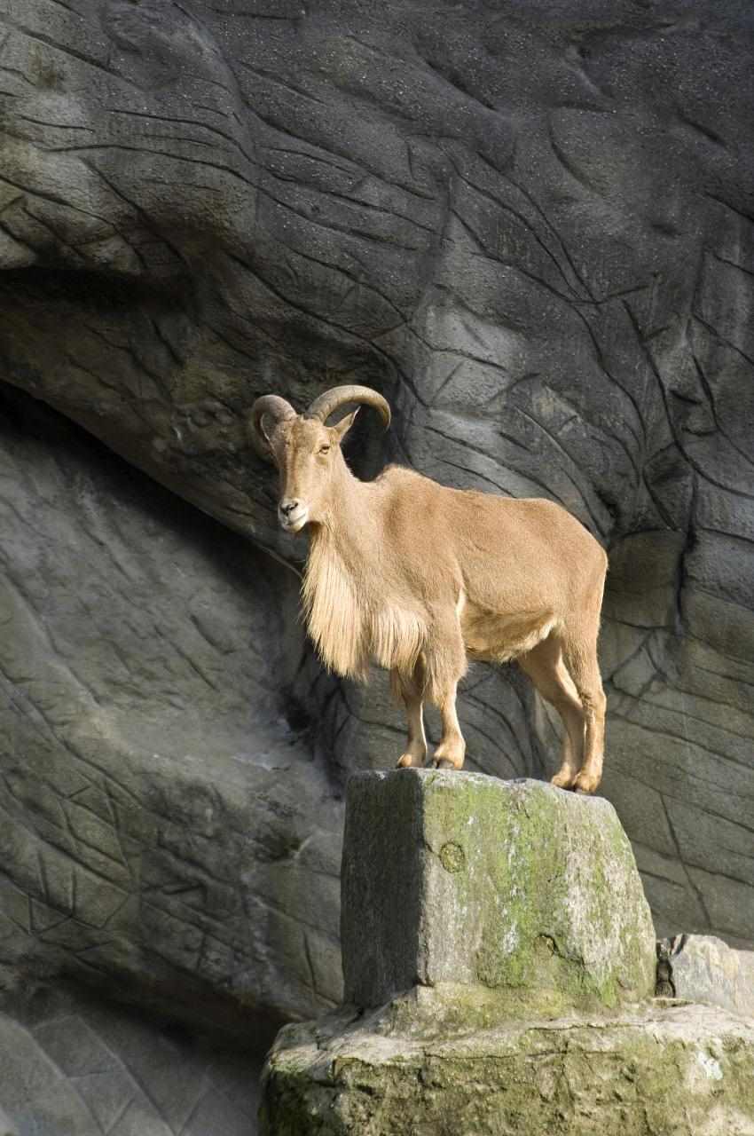 991年属羊女的婚姻运势