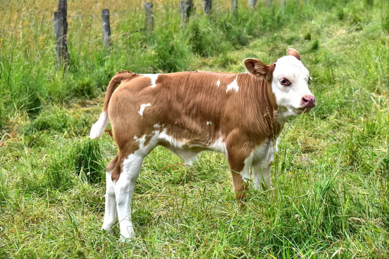 973属牛2022年运程