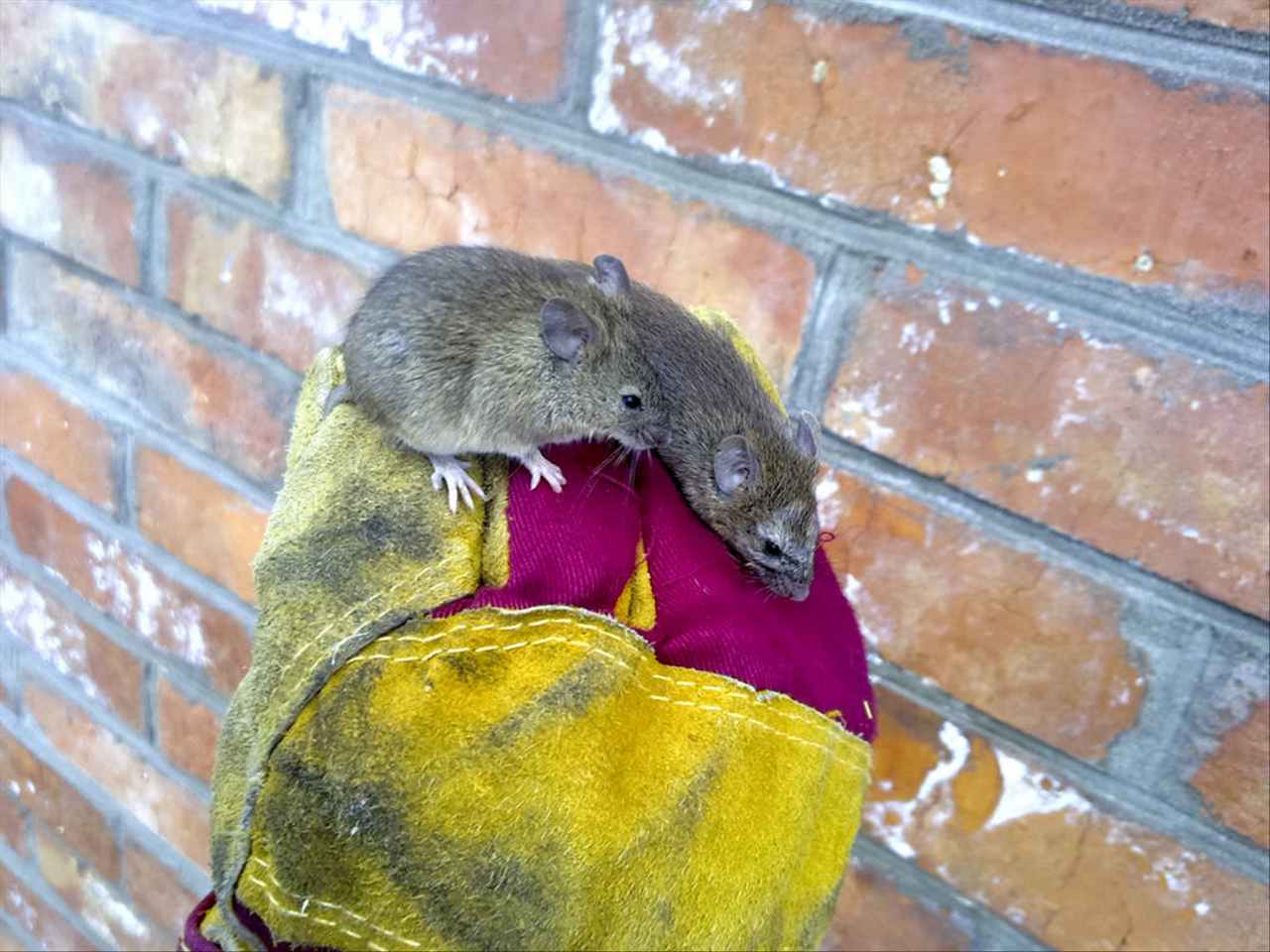 男女婚姻属相配对表 十二生肖最佳姻缘配对