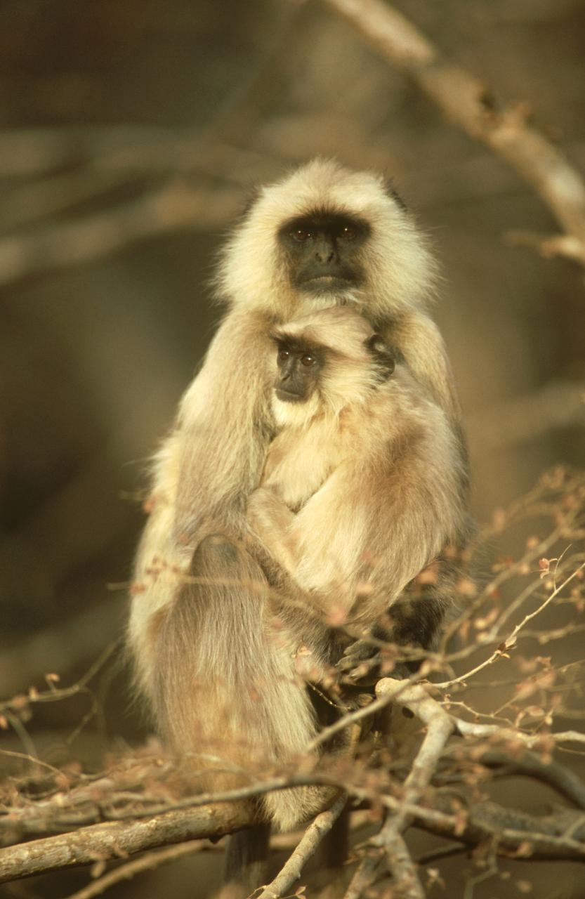 属猴人的运势和命运 2022年属马有两喜