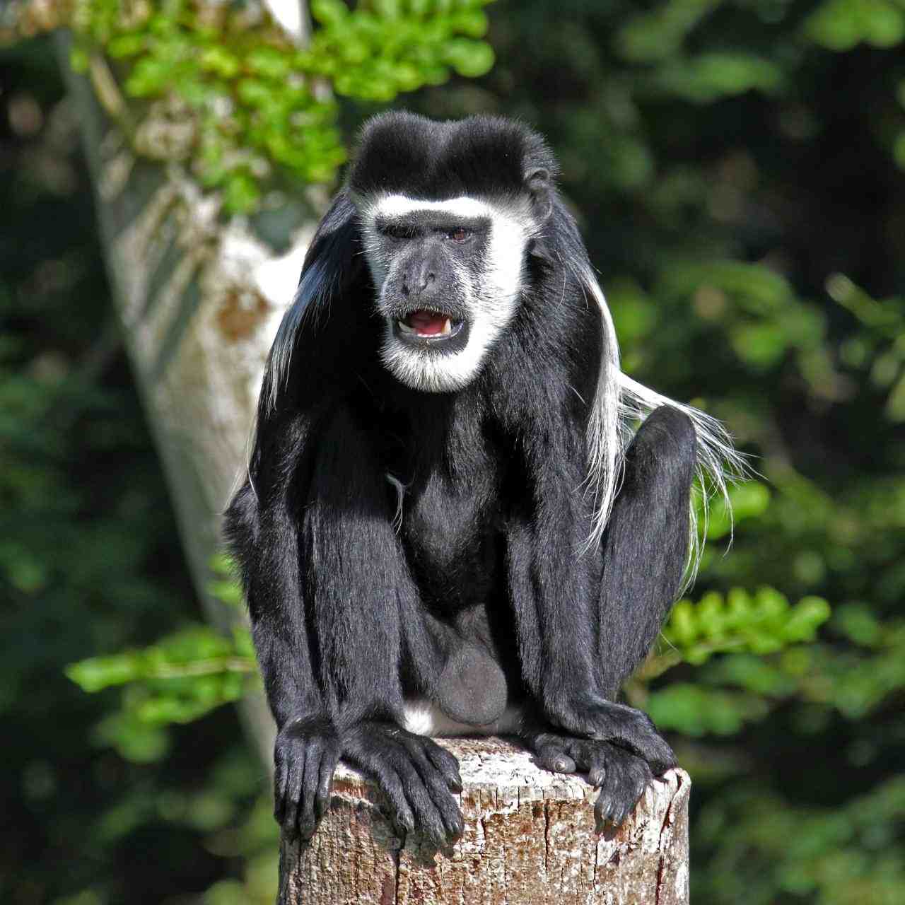 属猴人的运势 2022年生肖猴运势完整版