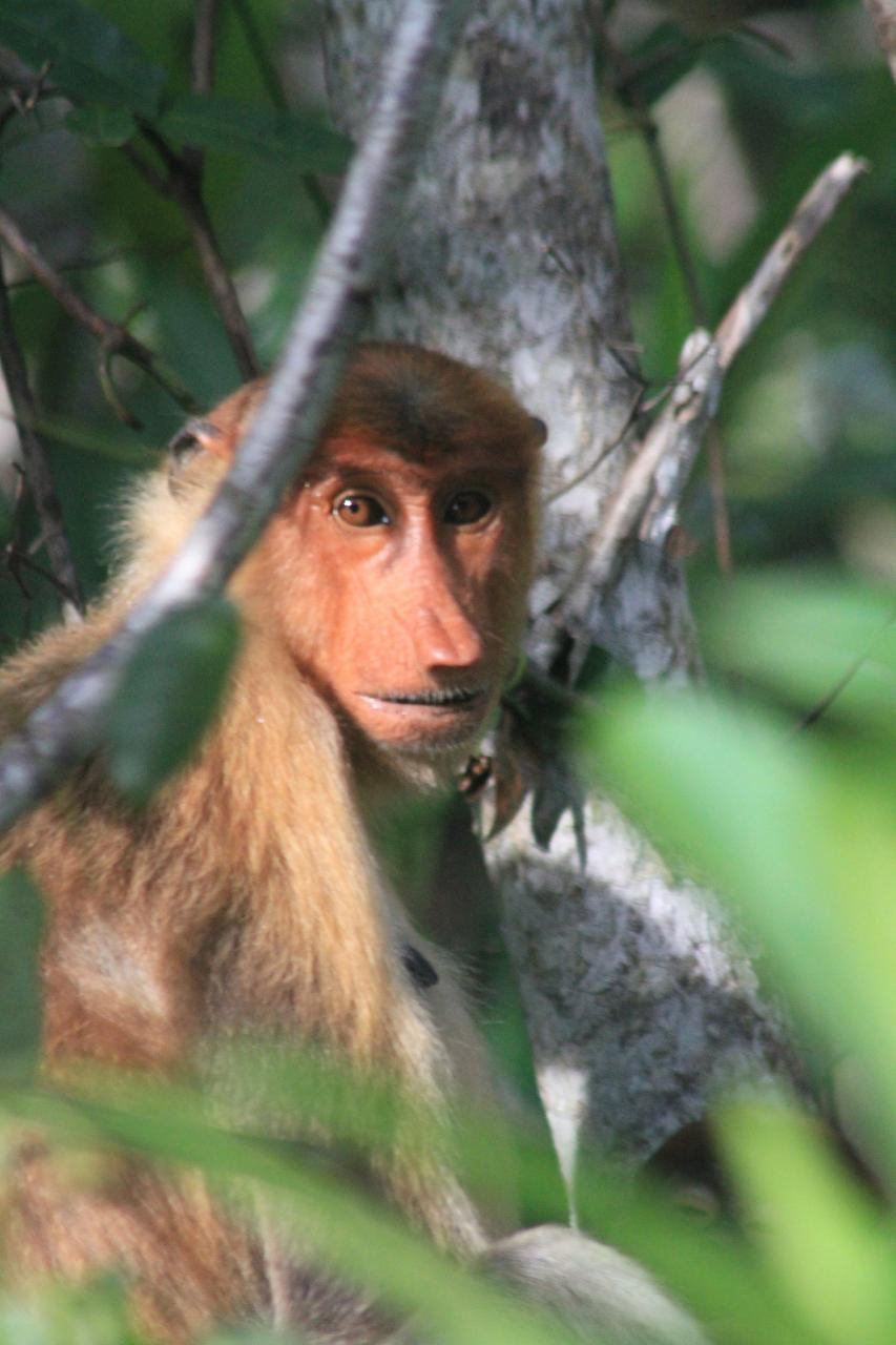 属猴人的一生命运 属猴的一生命运的贵人