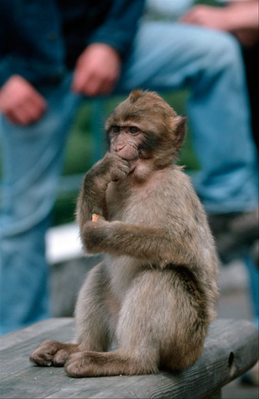 十二生肖属猴的命运 属猴几月生是一等命