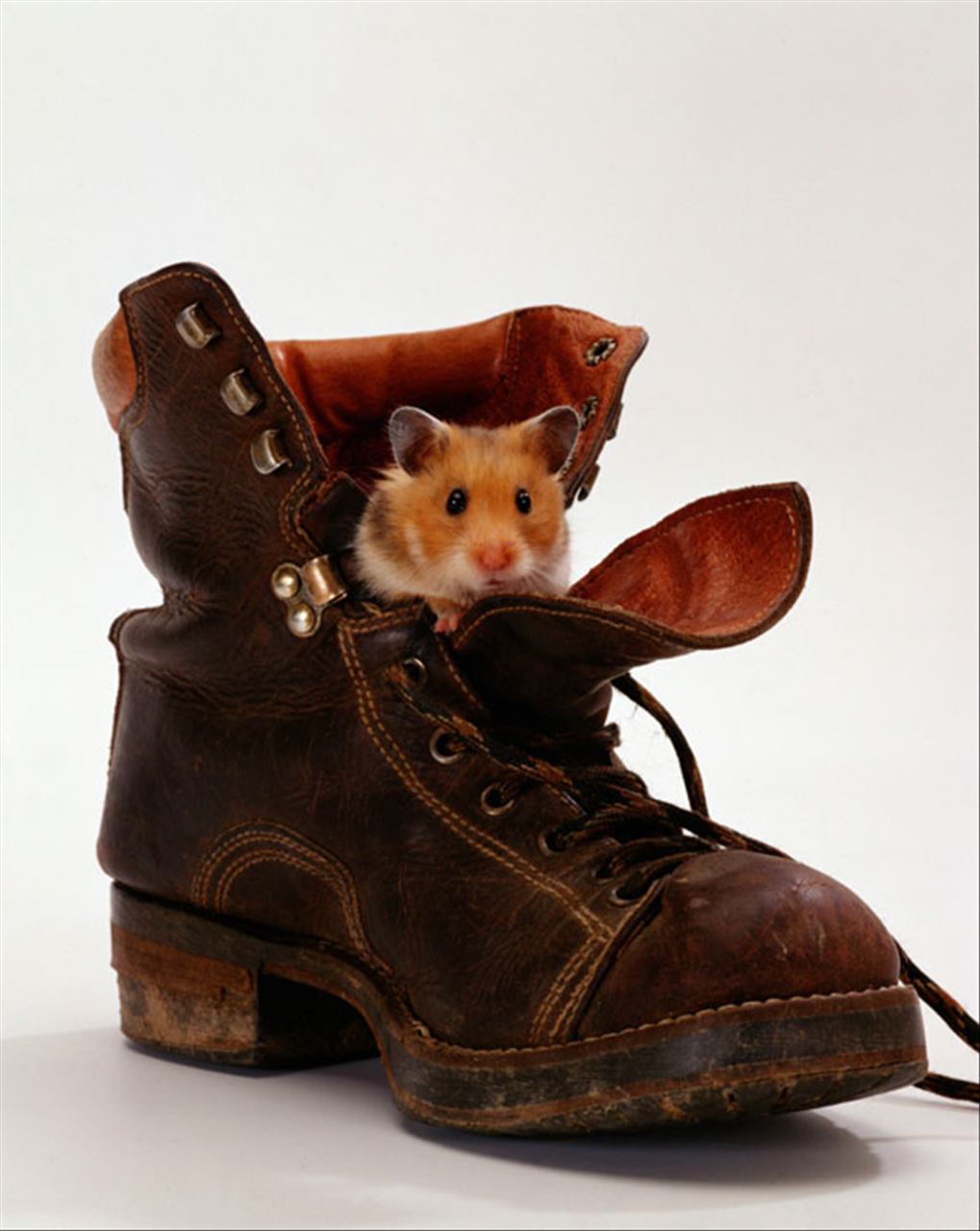 属猴与什么生肖一起最旺 属猴人的上等婚姻