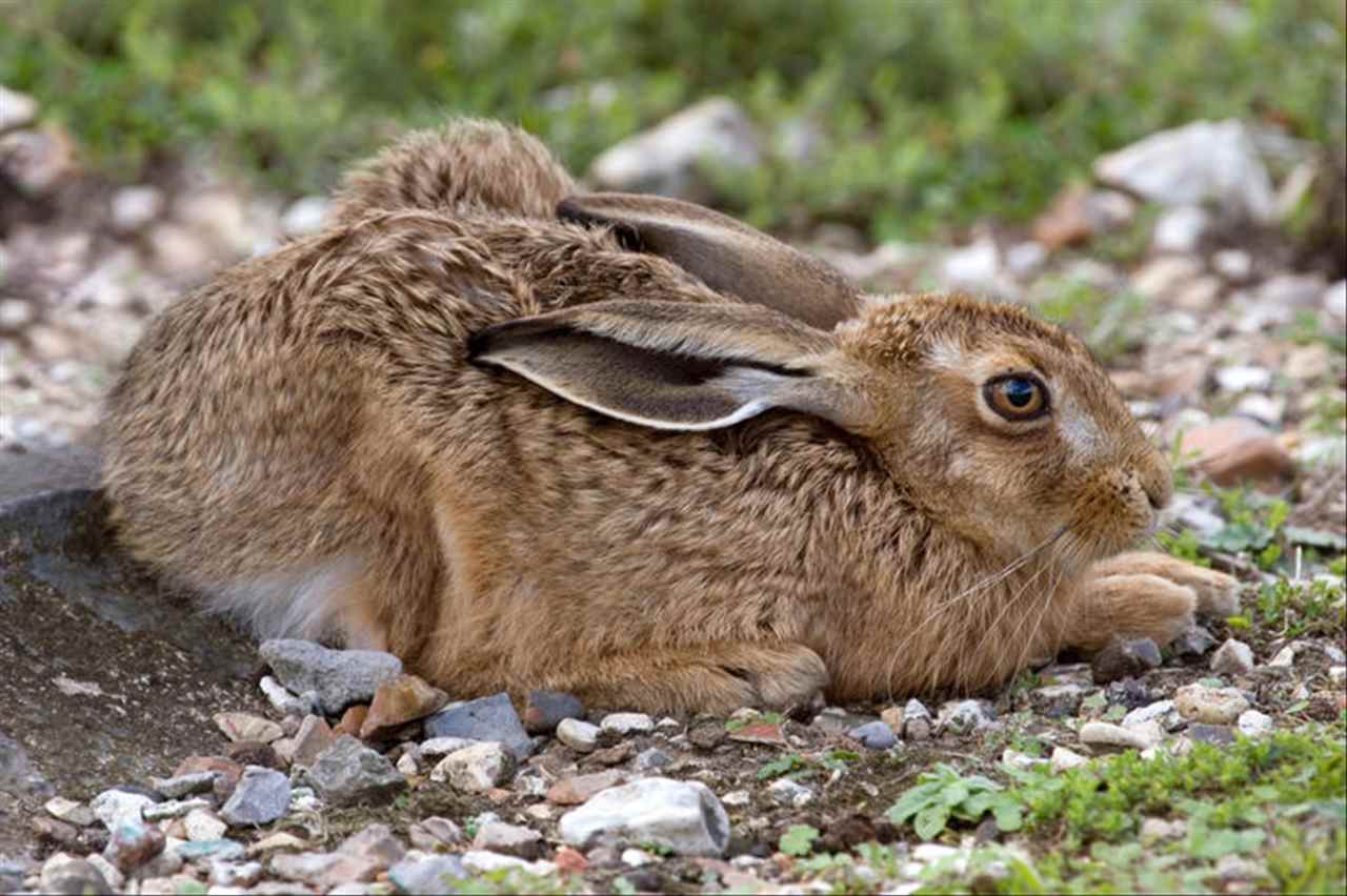 属猴三合和三冲属相 几月的猴子命最好