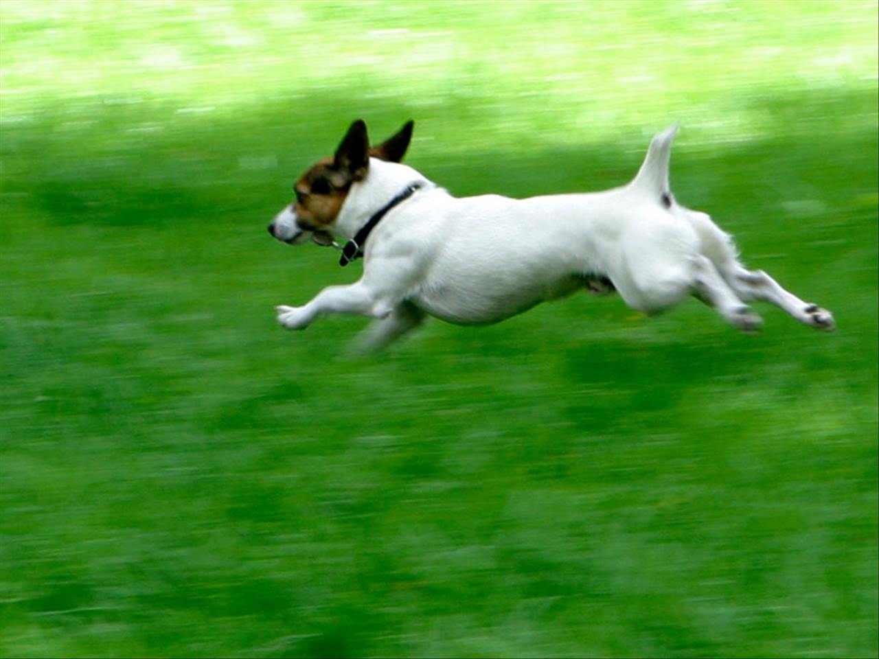 属狗的今年财运怎么样 属狗的人做什么生意好