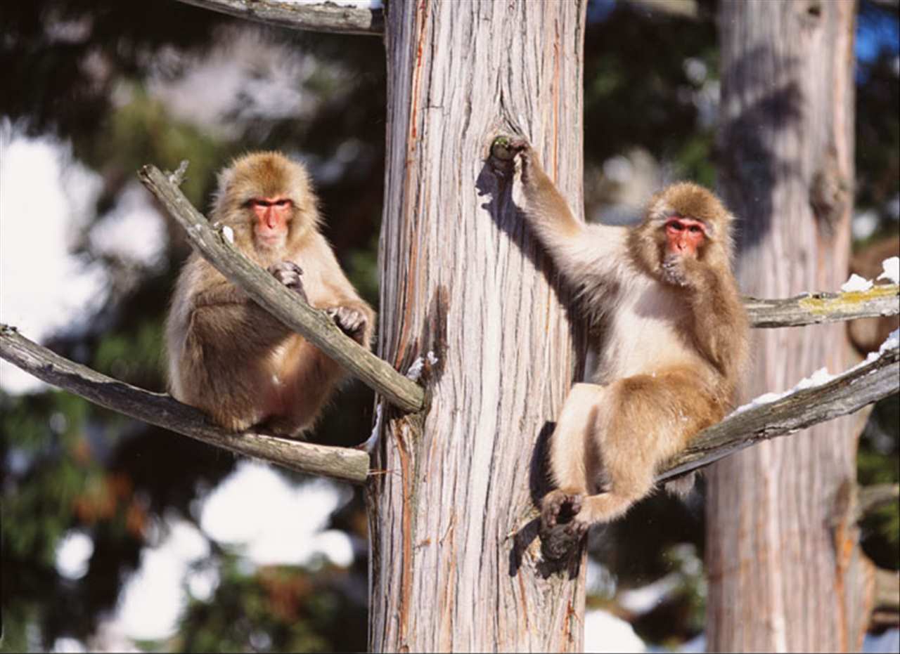 生肖猴的运势 68年猴未来三年运势