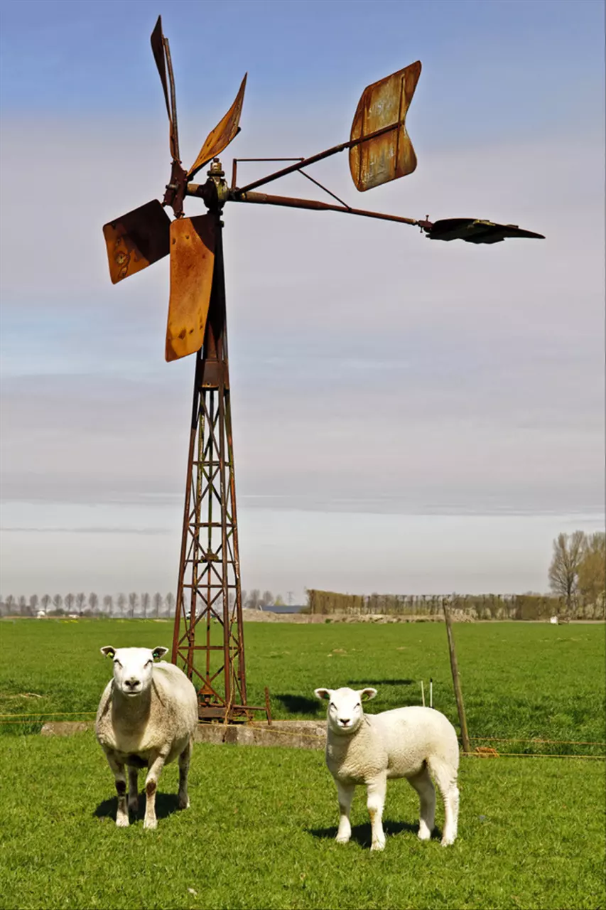 979年羊人43岁后命运财运