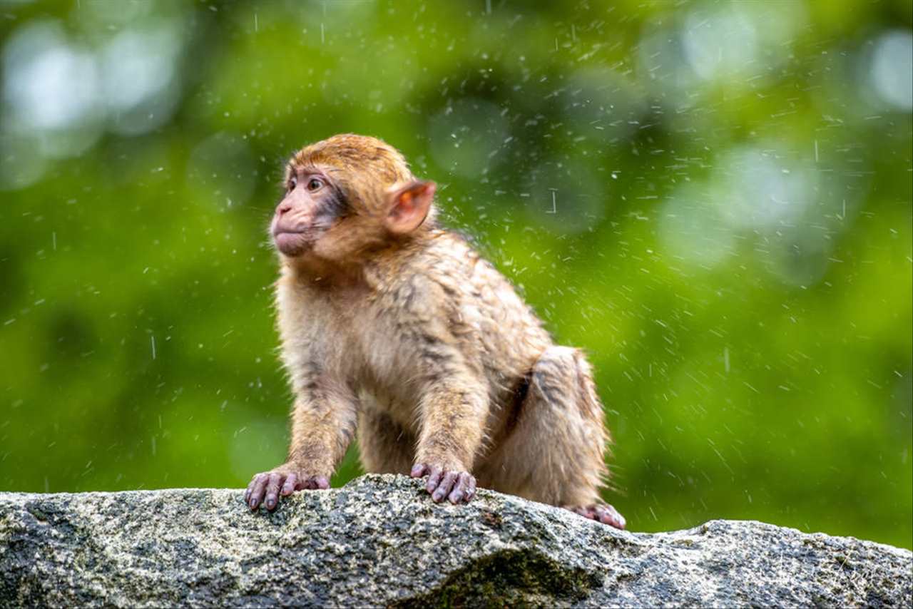 980属猴男婚姻劫