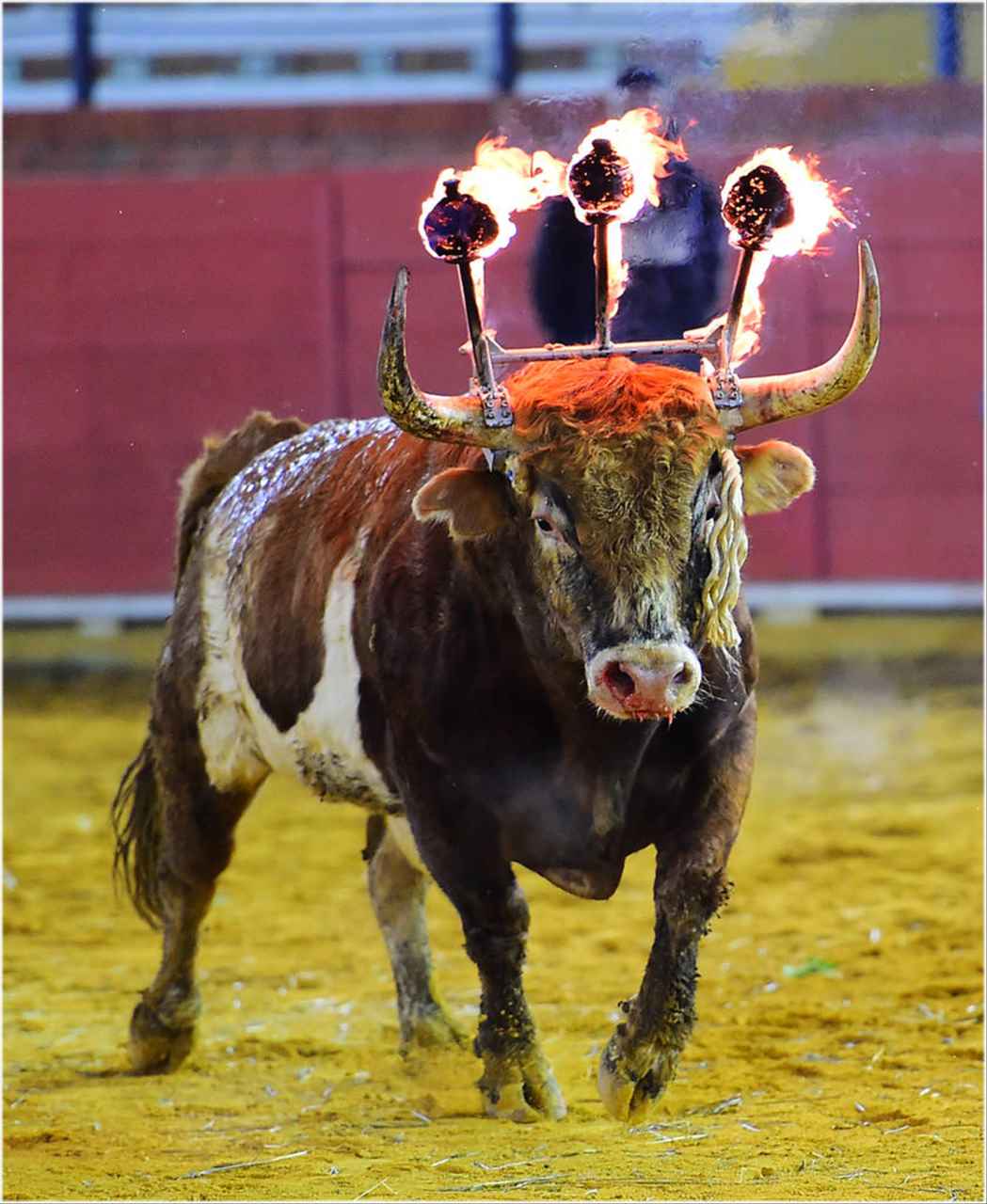 婚姻属相配对大全很准 属牛和谁在一起最配