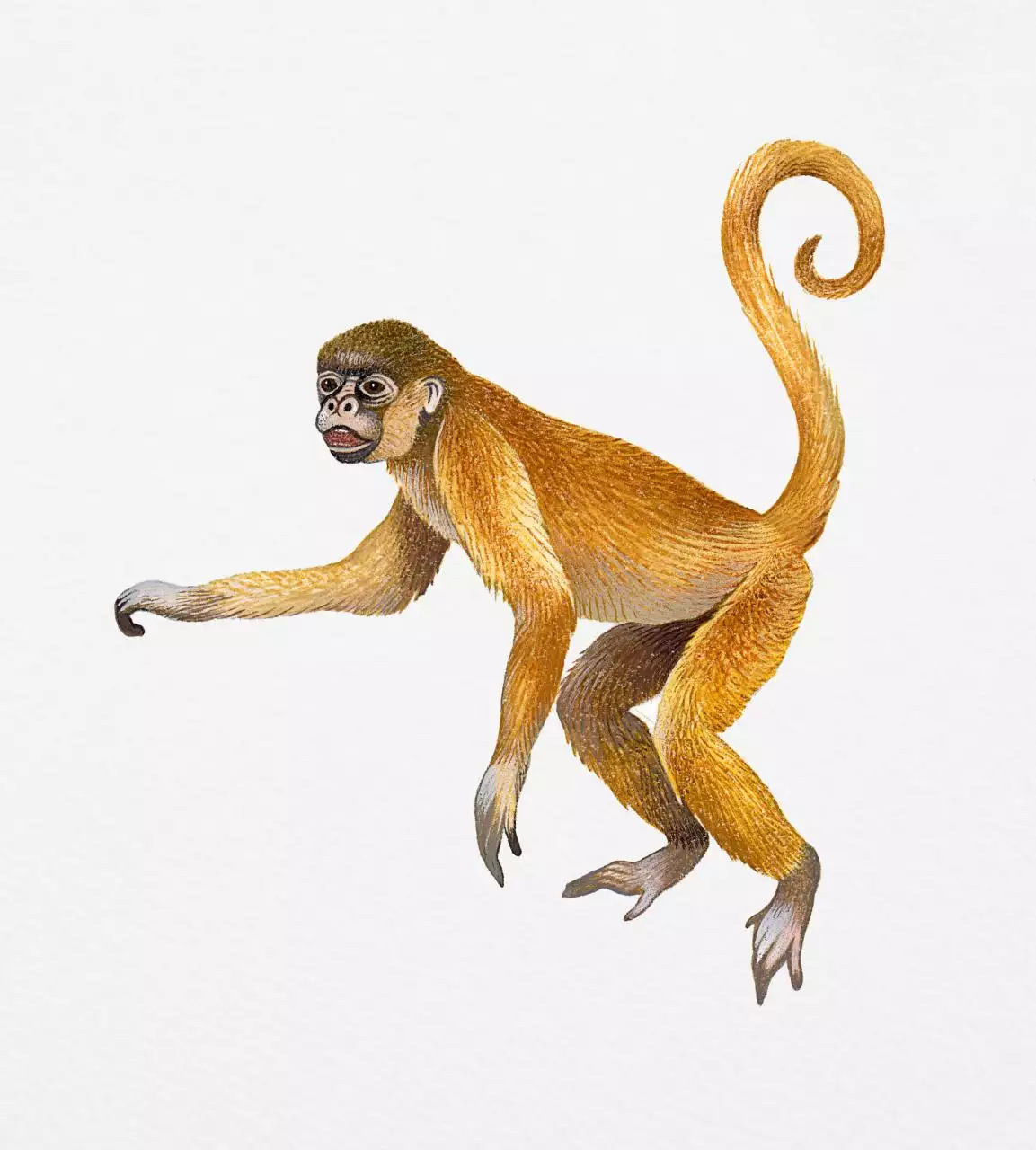 980属猴的42岁以后运气