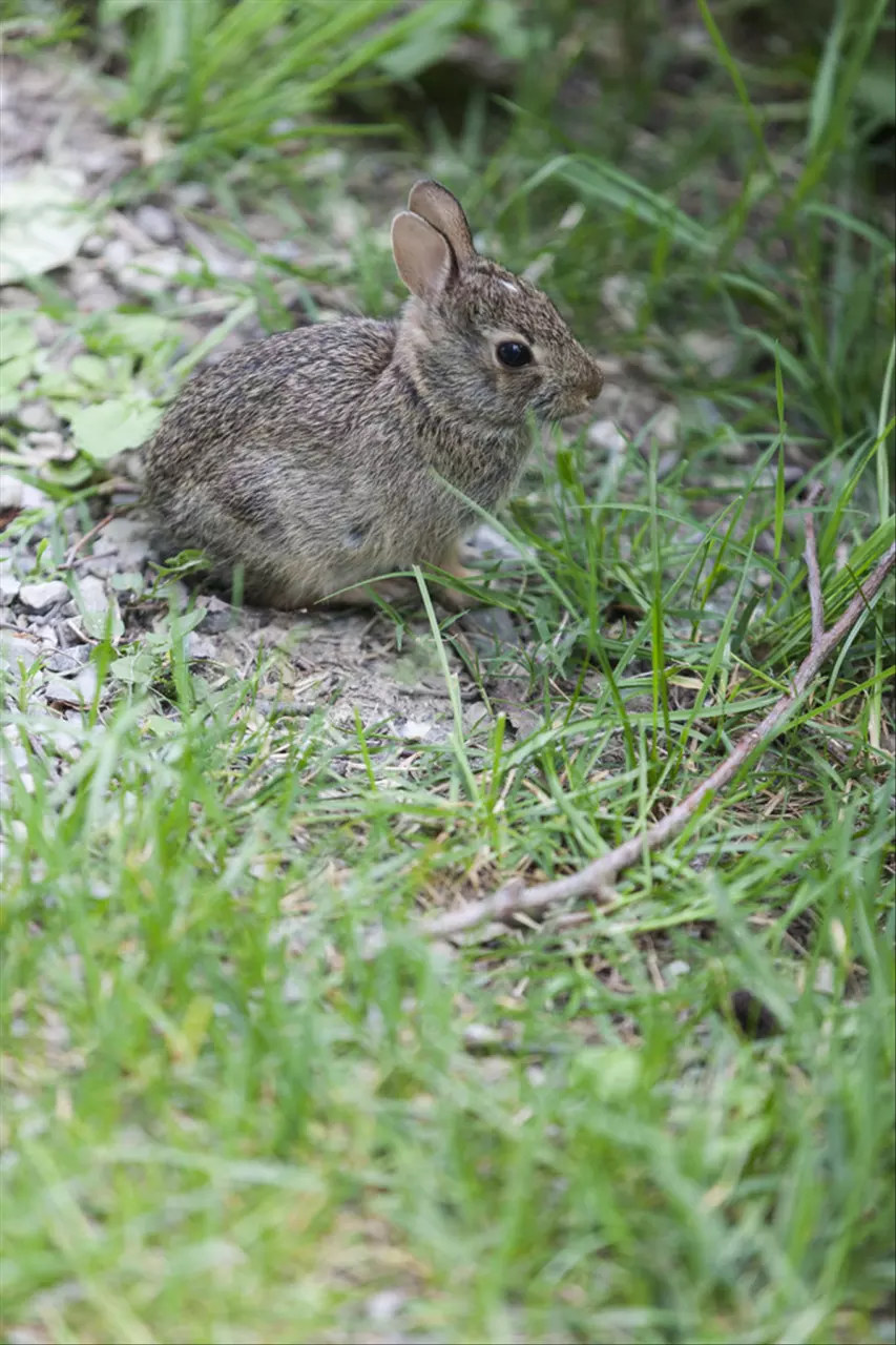 987年属兔命中三劫