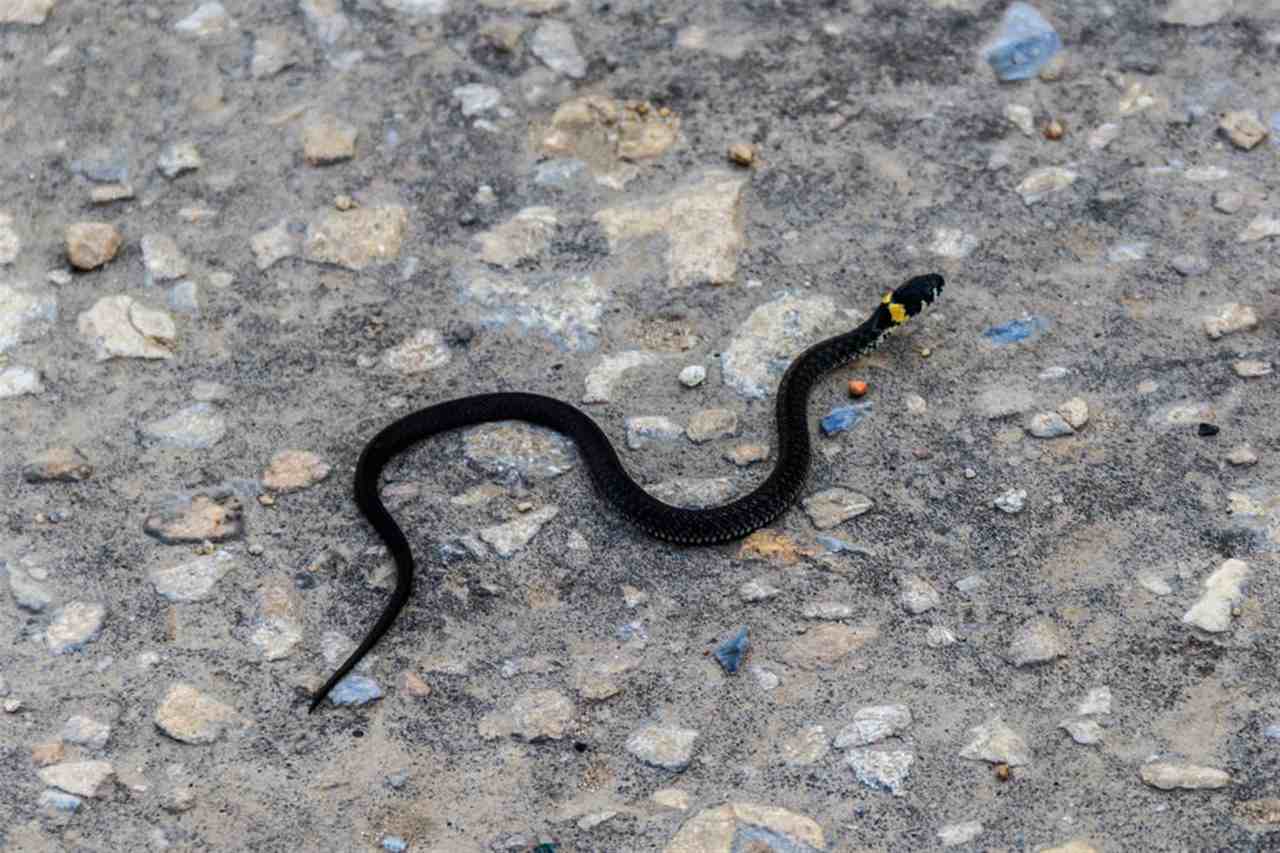 022属蛇的财运气好