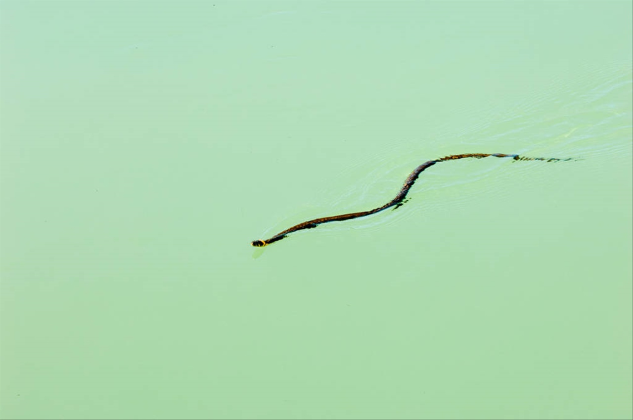 属蛇2020年运势及运程 属蛇2022运势及运程