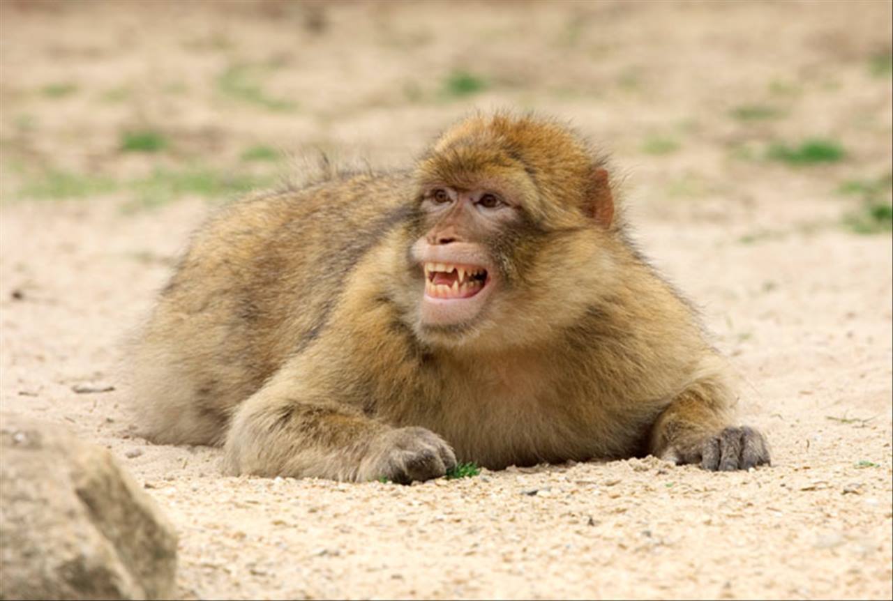 2年属猴一生三大劫2022