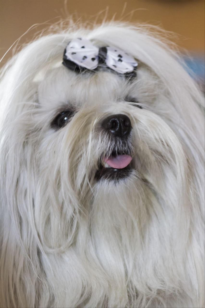 属狗2022年三大喜事 2022年属狗最佳结婚月