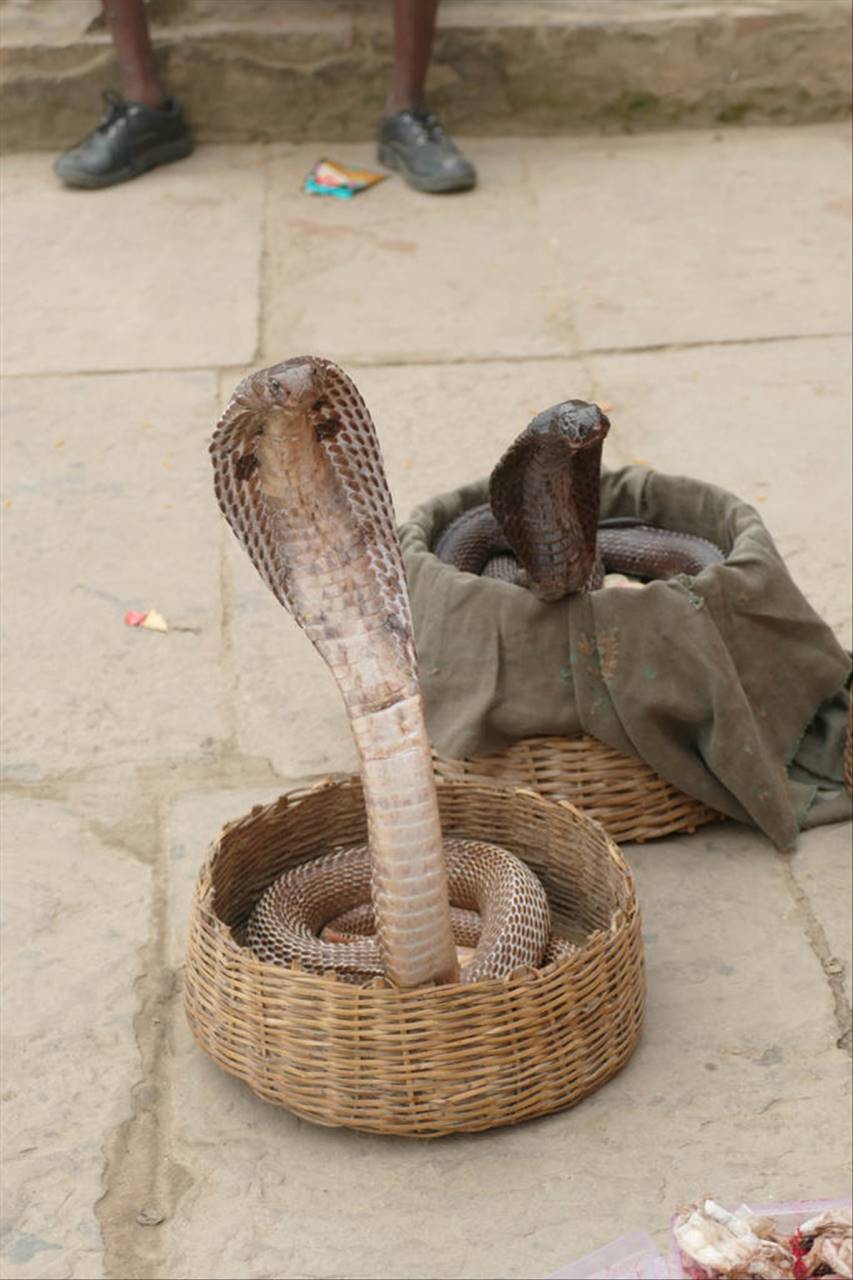 生肖蛇2022年运势及运程 2022年属蛇的重大贵人