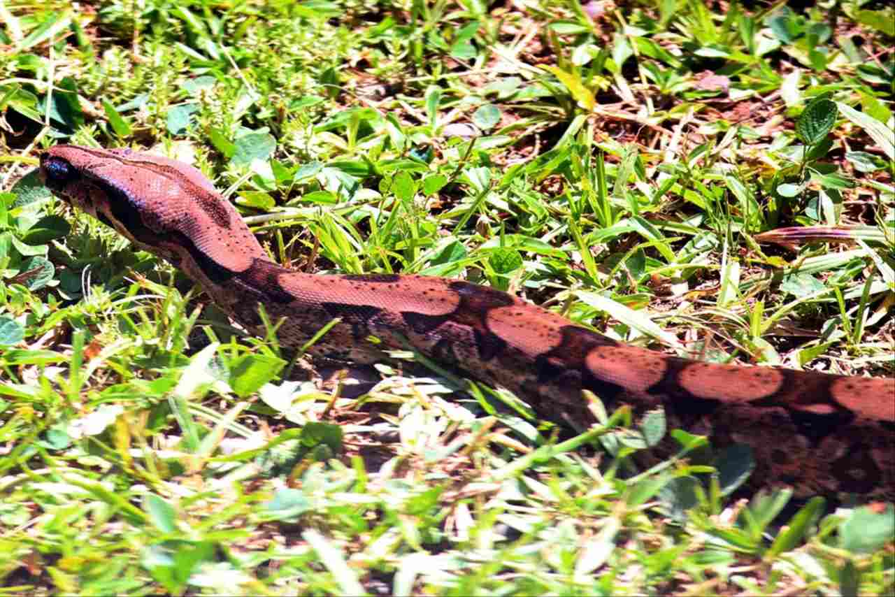 属蛇1977十年大运 77年属蛇46岁以后的一生命运