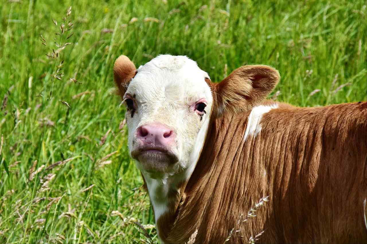 属牛人2022年全年运势 85属牛的人在2022适合换工作吗