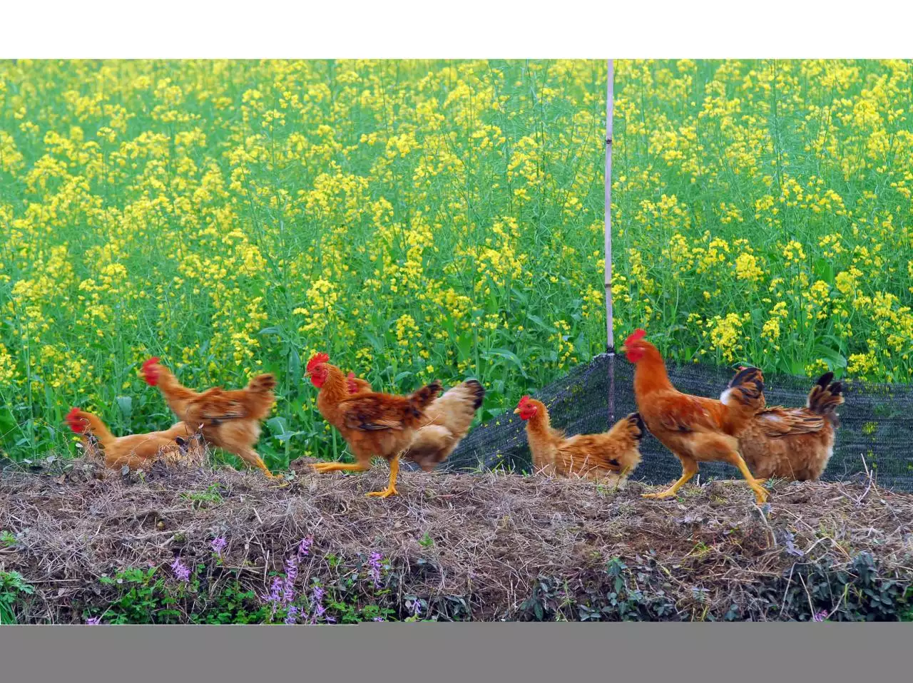 993年属鸡2022年大喜