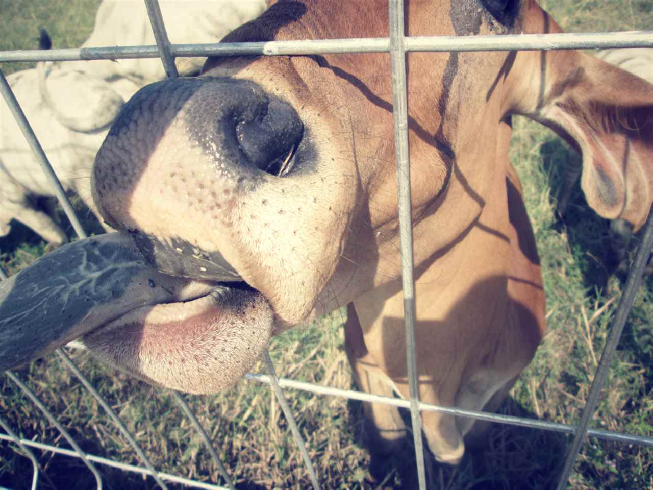021年属牛的运势和财运