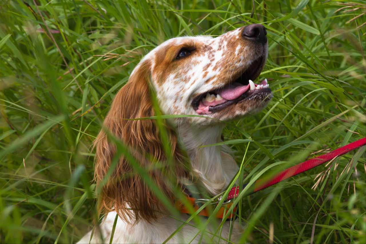 生肖狗2022年运势详解 2022年生肖狗事业运势大全