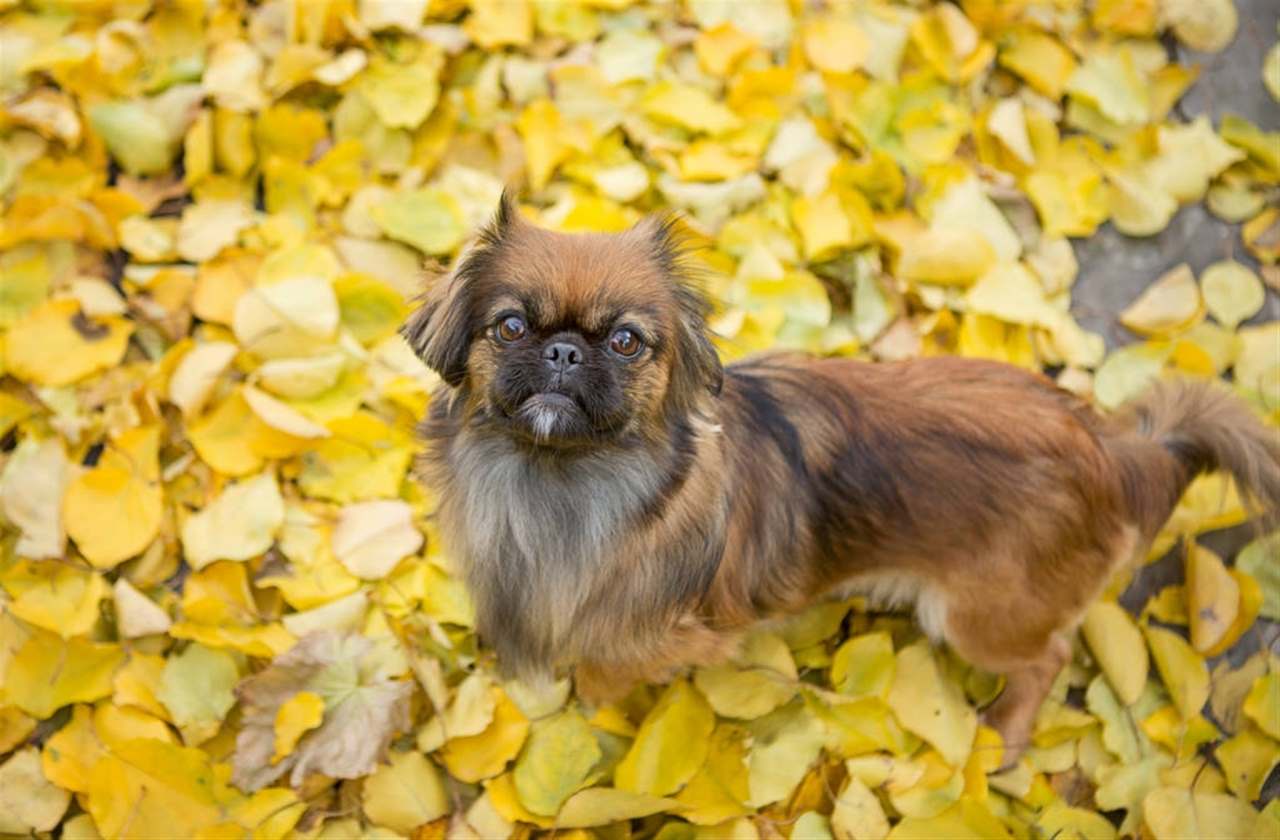 属狗今日运势查询 属狗水瓶座2022运势