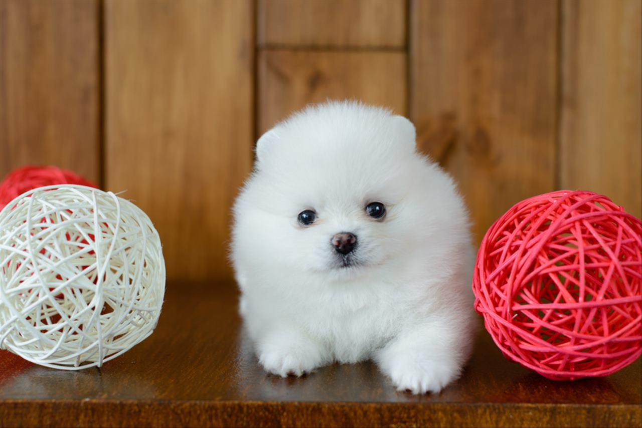 021年属狗人的全年运势详解