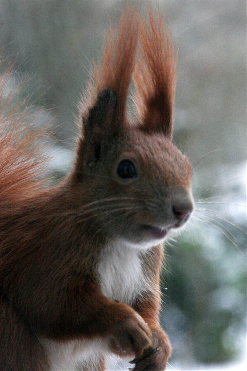 属鼠的年龄大全 十二生肖出生年龄对照表