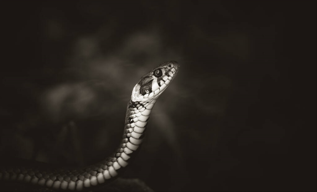 属蛇的刑太岁佩戴什么化解 属蛇人2022年戴什么首饰最好